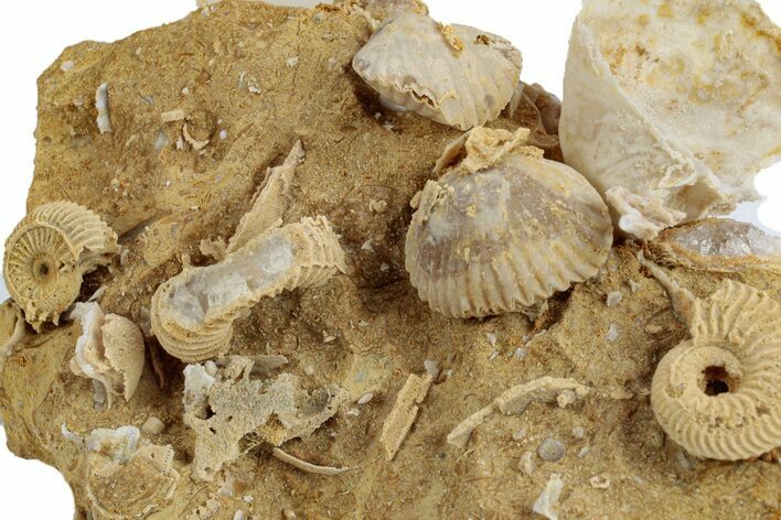 Miniature Fossil Cluster (Ammonites, Brachiopods) - France #270490